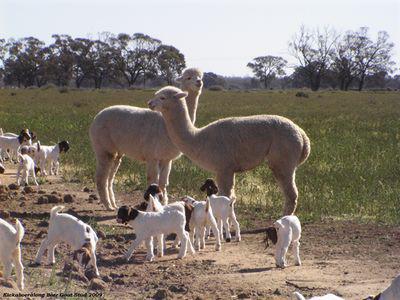 Alpacas as goat guards