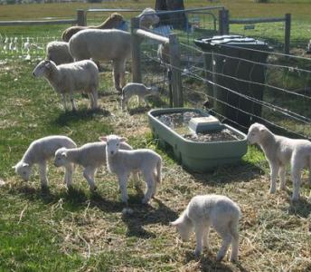 Alpacas guarding lambs